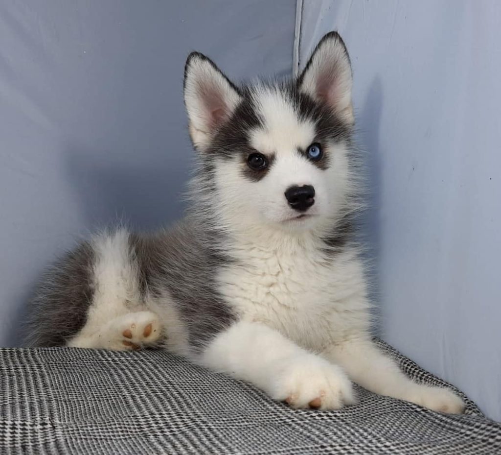 Grey and 2024 white pomsky